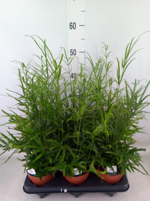 <h4>Pteris ensiformis</h4>