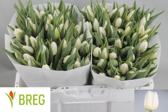 <h4>TU EN WHITE PRINCE</h4>