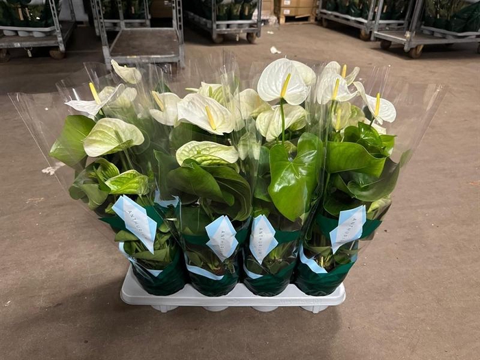 <h4>Anthurium Andr. Samora</h4>