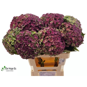 HYDR M BEAU LUXOR CL