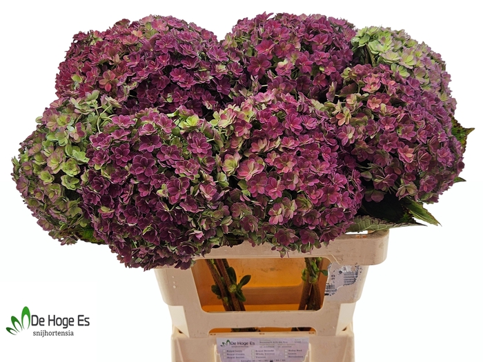 <h4>HYDR M BEAU LUXOR CL</h4>