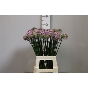 Allium Senescens