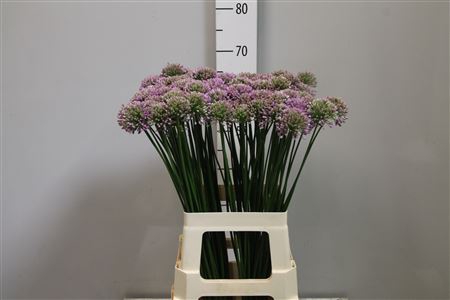 <h4>Allium Senescens</h4>