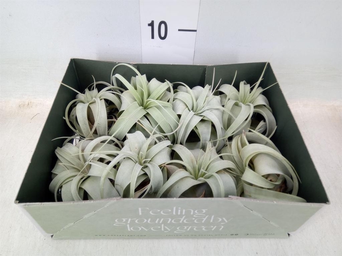 <h4>Tillandsia xerographica</h4>