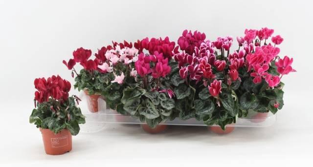 <h4>CYCL KL SUP VERANO</h4>