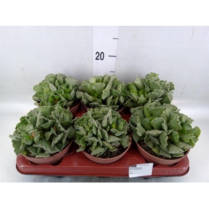 Adromischus cristatus