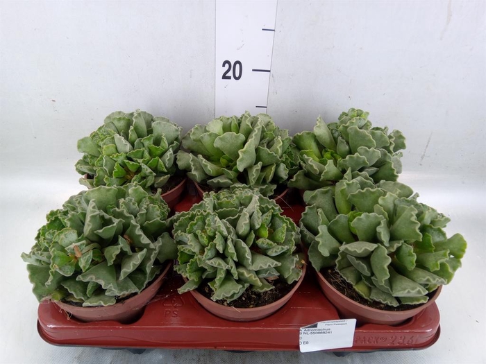 <h4>Adromischus cristatus</h4>