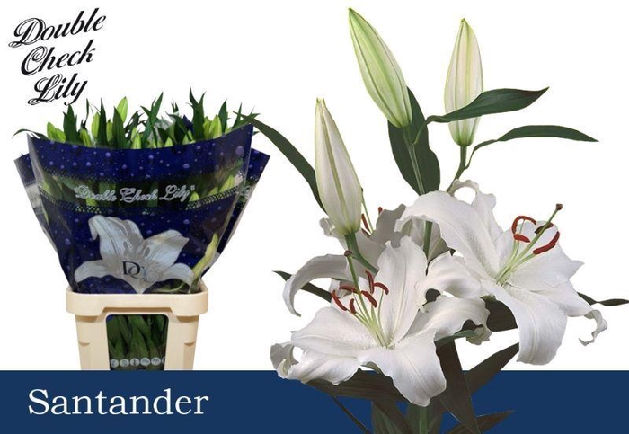 <h4>LI OR SANTANDER 6+</h4>