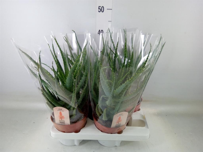 <h4>Aloe arborescens</h4>