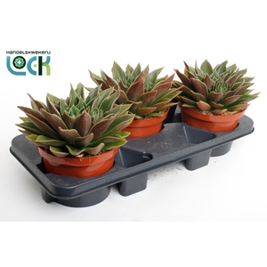 Echeveria Mexico
