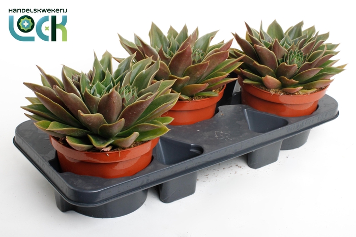 <h4>Echeveria Mexico</h4>