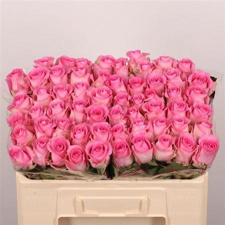 <h4>R Gr Revival</h4>