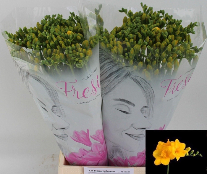 <h4>Freesia du Yvonne</h4>