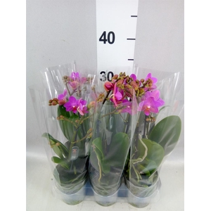 Phalaenopsis multi. 'Pink Flamingo'