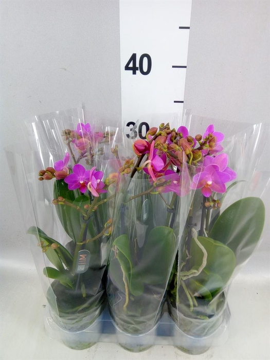 <h4>Phalaenopsis multi. 'Pink Flamingo'</h4>