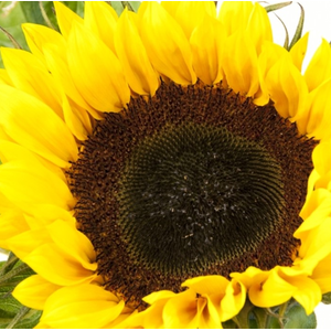 Helianthus