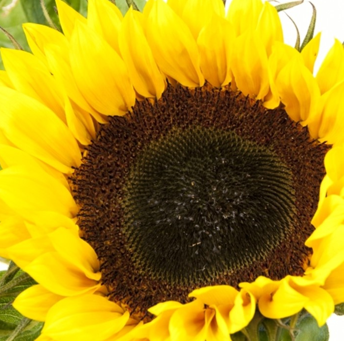 <h4>Helianthus</h4>