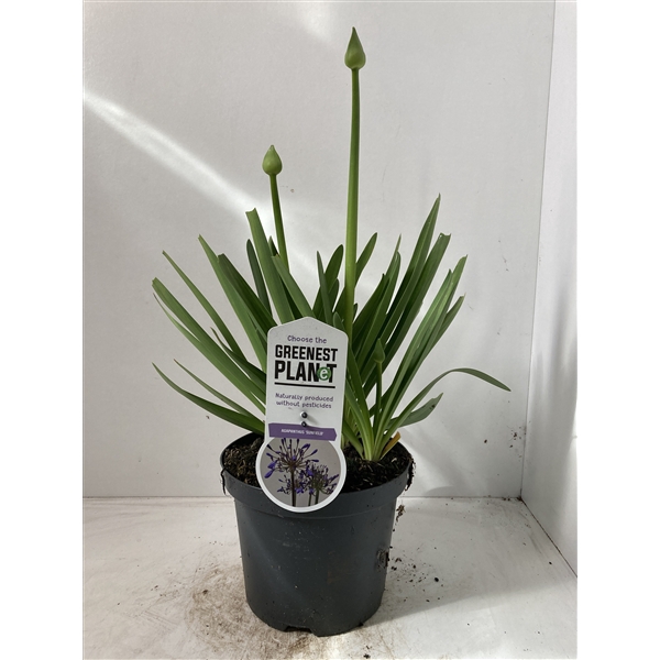 <h4>Agapanthus 'Sunfield'</h4>