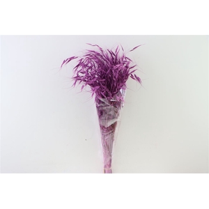 Dried Avena Salv Purple Bunch