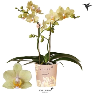 Phalaenopsis Multifloratypes Anthura Livorno