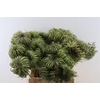 Dille Zaaddoos Naturel Super 60cm P Stem