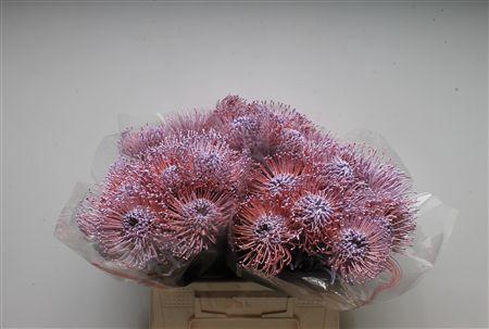 <h4>Leuco Klbh Milka</h4>