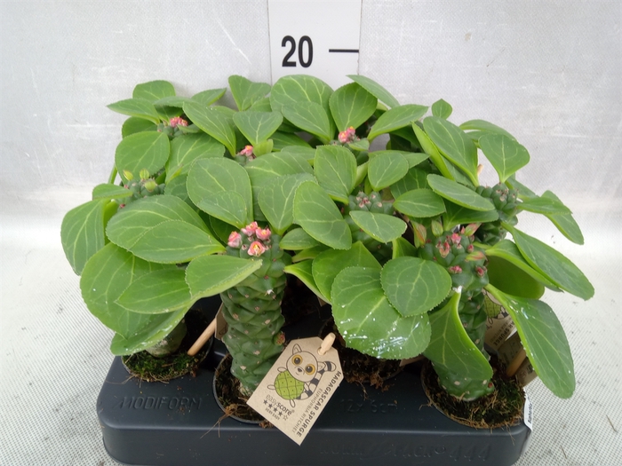 Euphorbia ritchiei