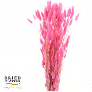 Dried Bleached Lagurus Cerise 60gr