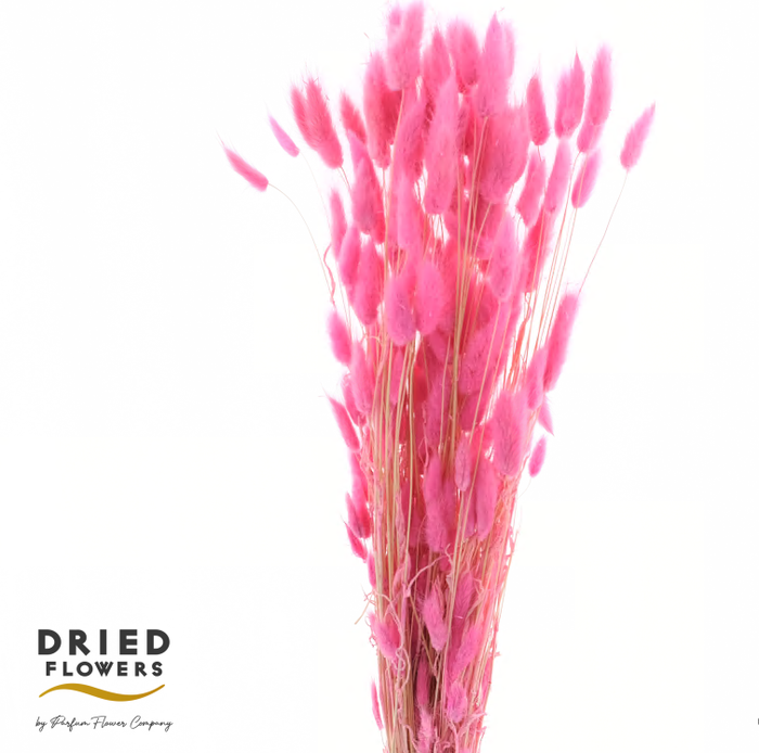 <h4>Dried Bleached Lagurus Cerise 60gr</h4>