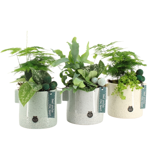 <h4>Arrangementen kamerplanten 6%</h4>