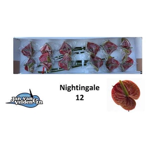 Anth A Nightingale