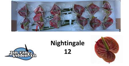 <h4>Anth A Nightingale</h4>