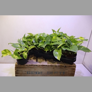 Epipr Aureum