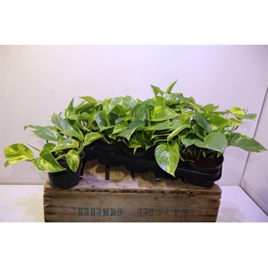 Epipr Aureum
