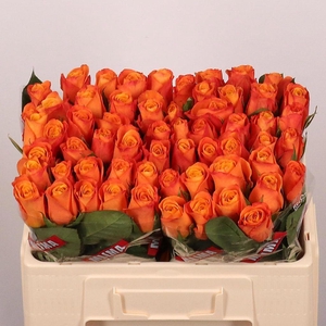 Rosa large confidential