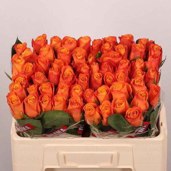 <h4>Rosa large confidential</h4>