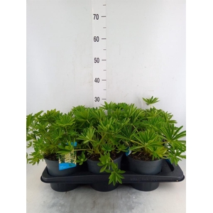 Lupinus polyp. 'Lupini White'