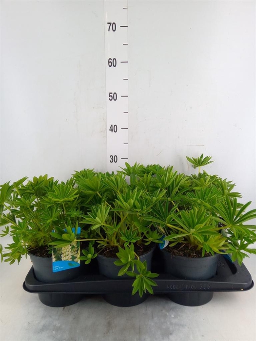 <h4>Lupinus polyp. 'Lupini White'</h4>