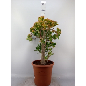 Crassula ovata 'Sunset'