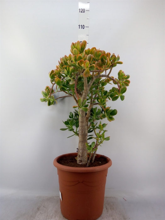<h4>Crassula ovata 'Sunset'</h4>