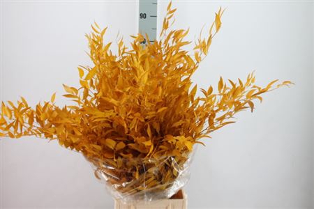 Ruscus Preserved Yellow