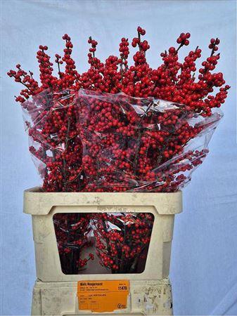 <h4>Ilex Ve Rode Bes</h4>