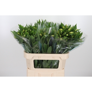 Alstroemeria White Swan 90 Gram