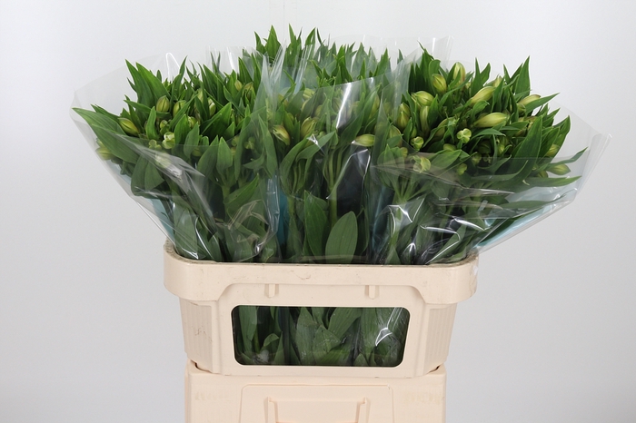Alstroemeria White Swan 90 Gram