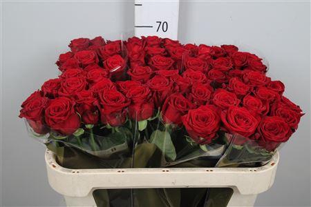 <h4>R Gr Red Naomi!</h4>