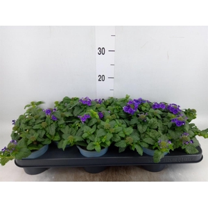 Verbena  'Lascar Purple'