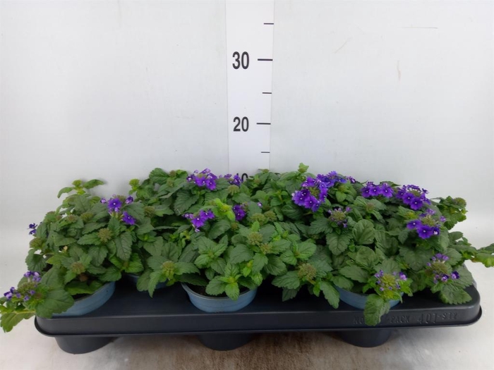 <h4>Verbena  'Lascar Purple'</h4>