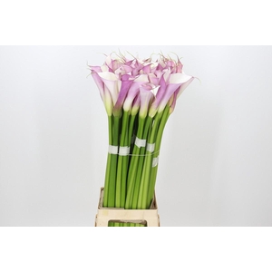 Zantedeschia Eydolls Purple White