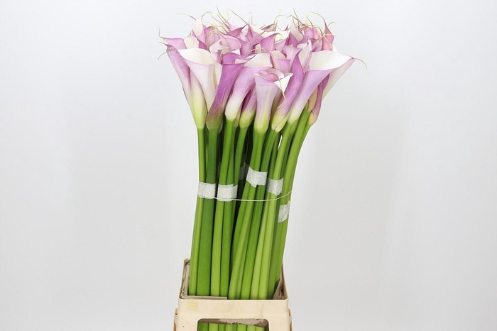 Zantedeschia Eydolls Purple White