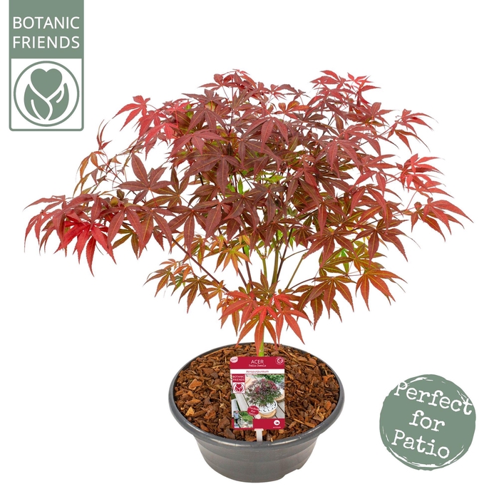 <h4>Acer palm. 'Atropurpureum'</h4>